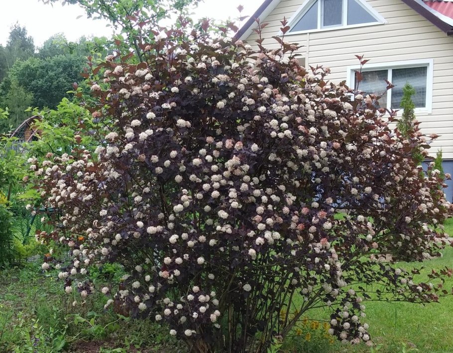 Пузыреплодник Рэд Барон