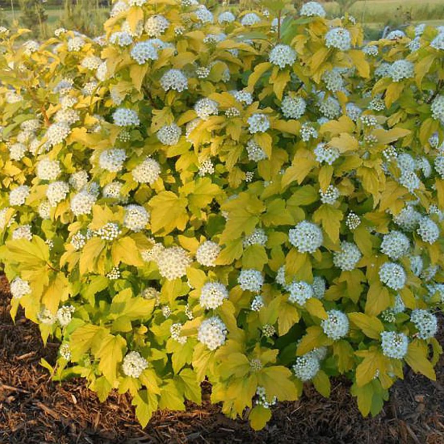 Пузырник папоротник