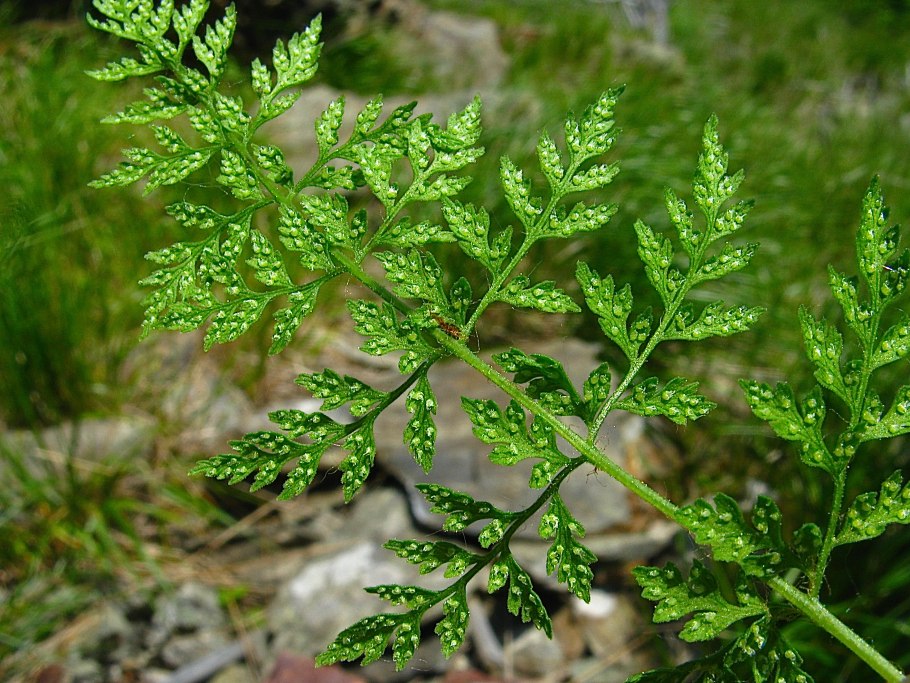 Пузыреплодник диабло