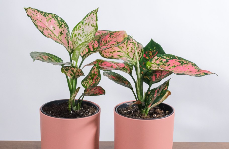 Каладиум Кротон цветок