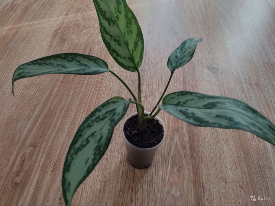 Аглаонема Модестум