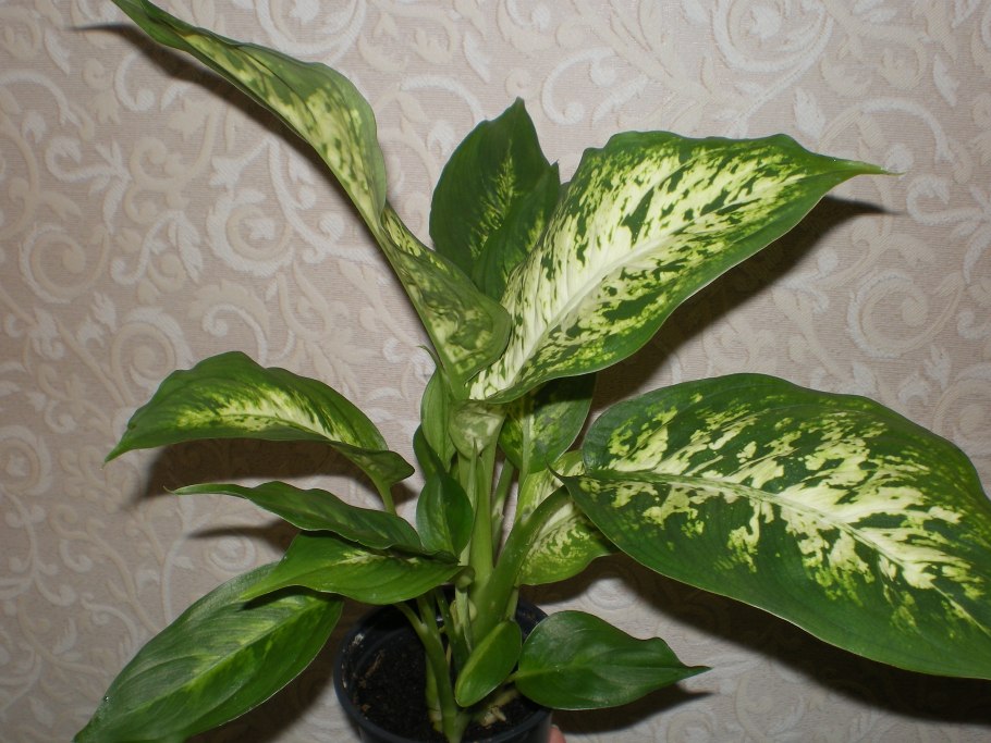 Лист аглаонемы шаблон