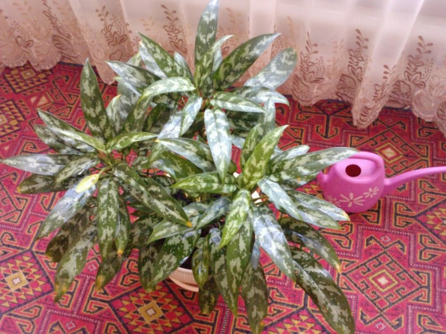 Аглаонема Липстик Грин