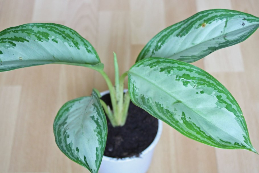 Аглаонема Вайт Рейн