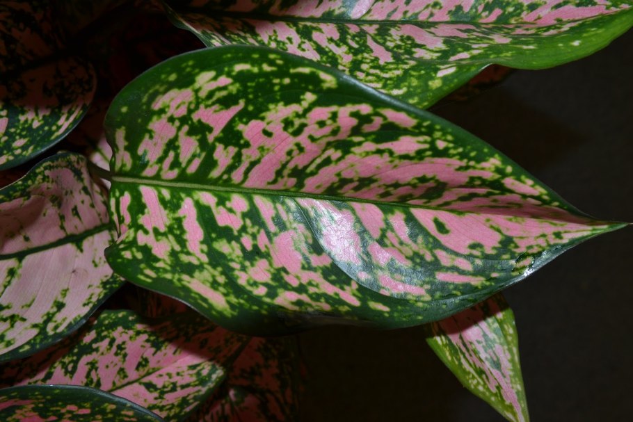 Аглаонема теневыносливая