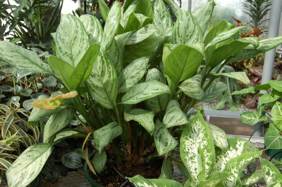 Монстера Диффенбахия