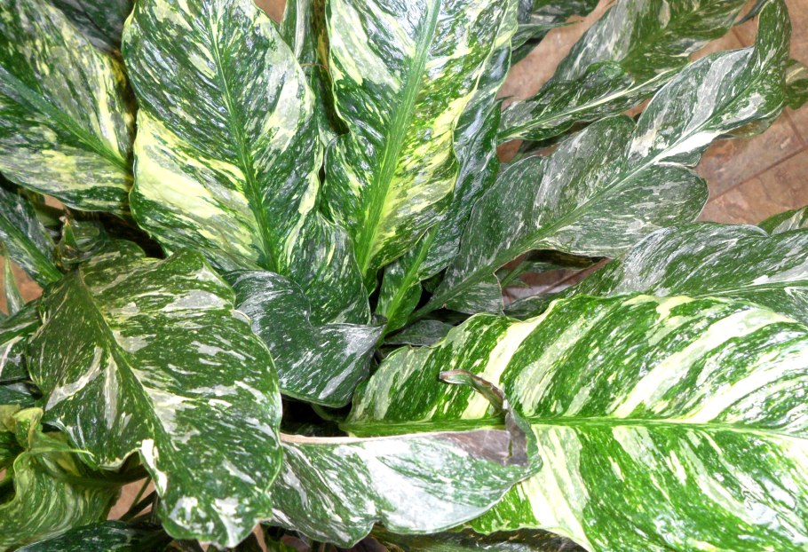 Аглаонема тембарга