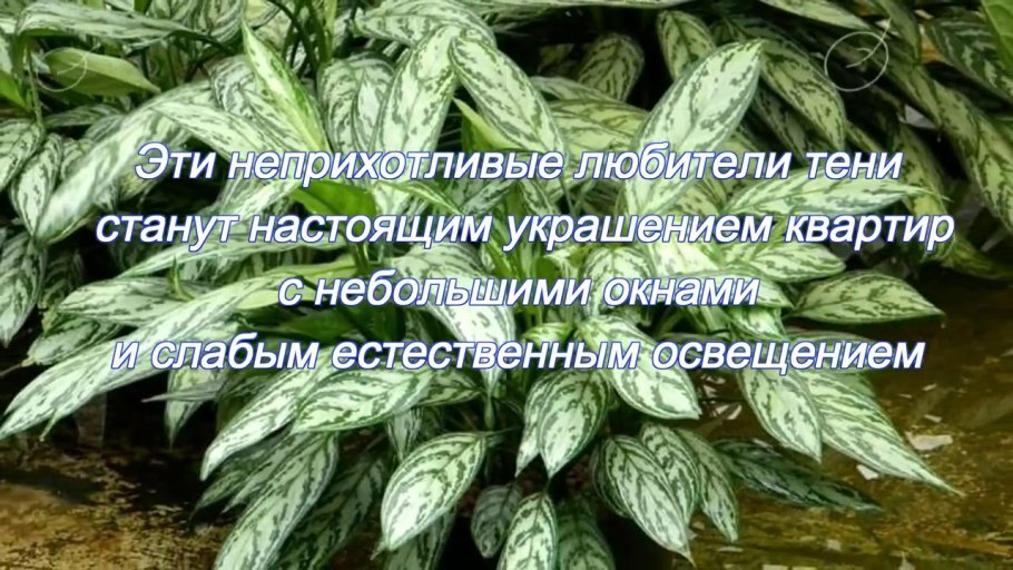 Аглаонема Дикая