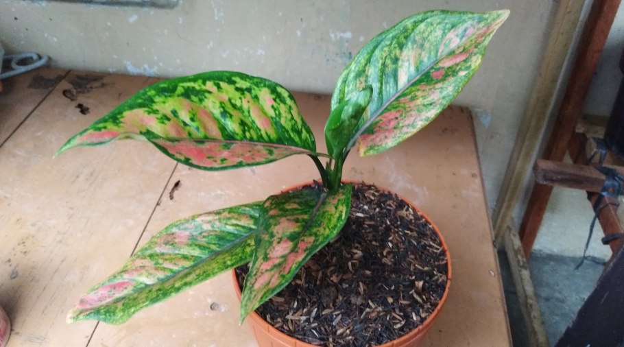 Аглаонема Suvarnabhumi 45