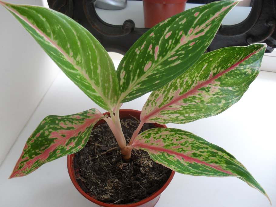 Аглаонема Сильвер Квин