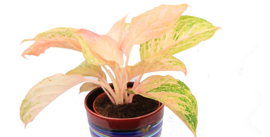 Аглаонема пестрая