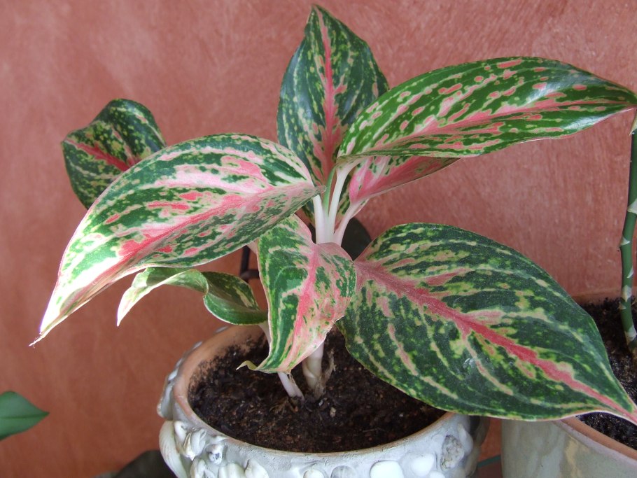 Аглаонема Red Army