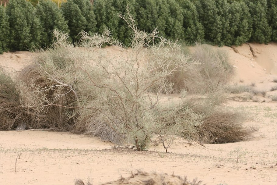 Дерево в пустыни Графика