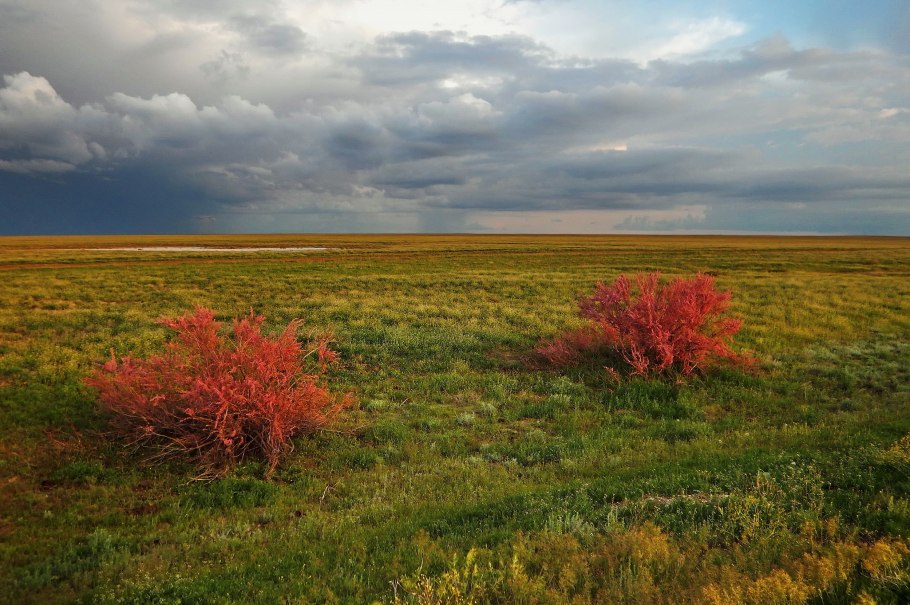 Джузгун растение Узбекистан