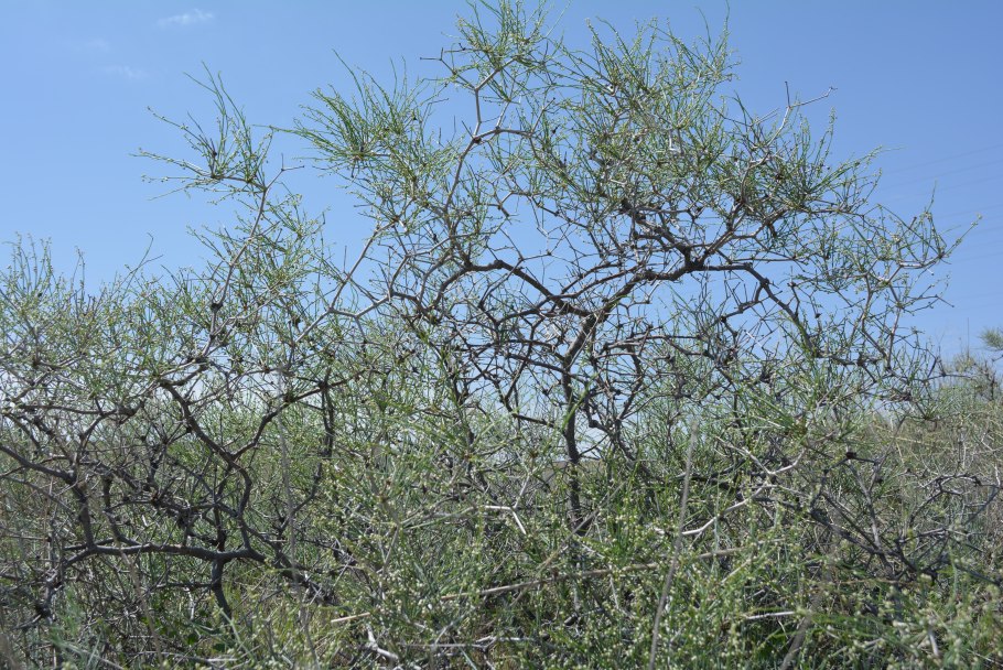 Казахстан саксауловые леса