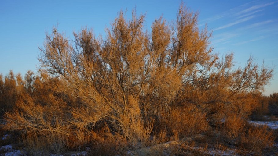 Саксаул зайсанский