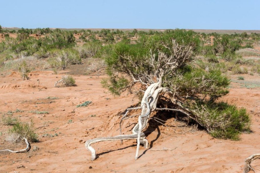 Саксаул белый (Haloxylon persicum)