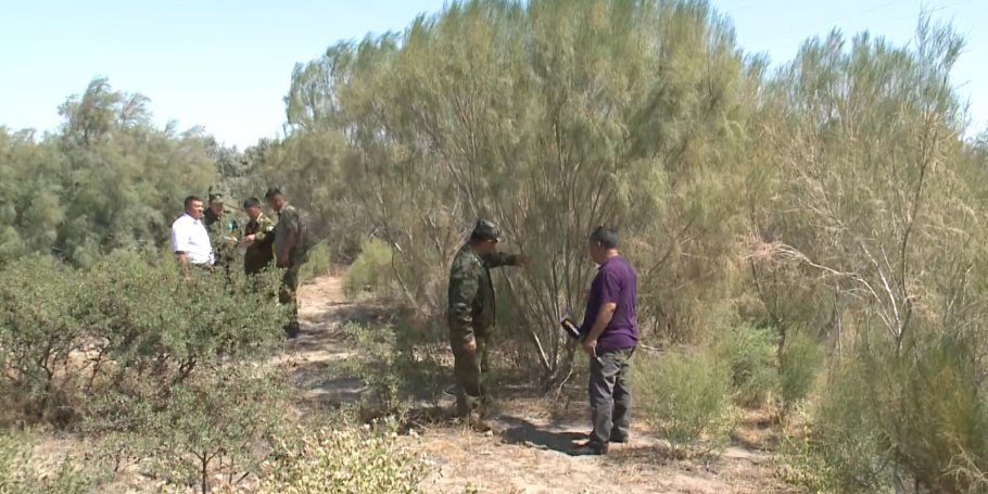 Казахстан саксауловые леса