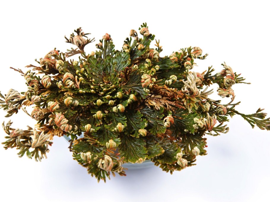 Селагинелла Водный