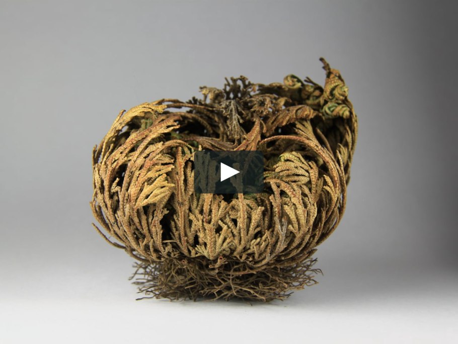 Метафоры в Розе Иерихона