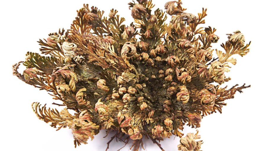 Селагинелла иерихонская роза