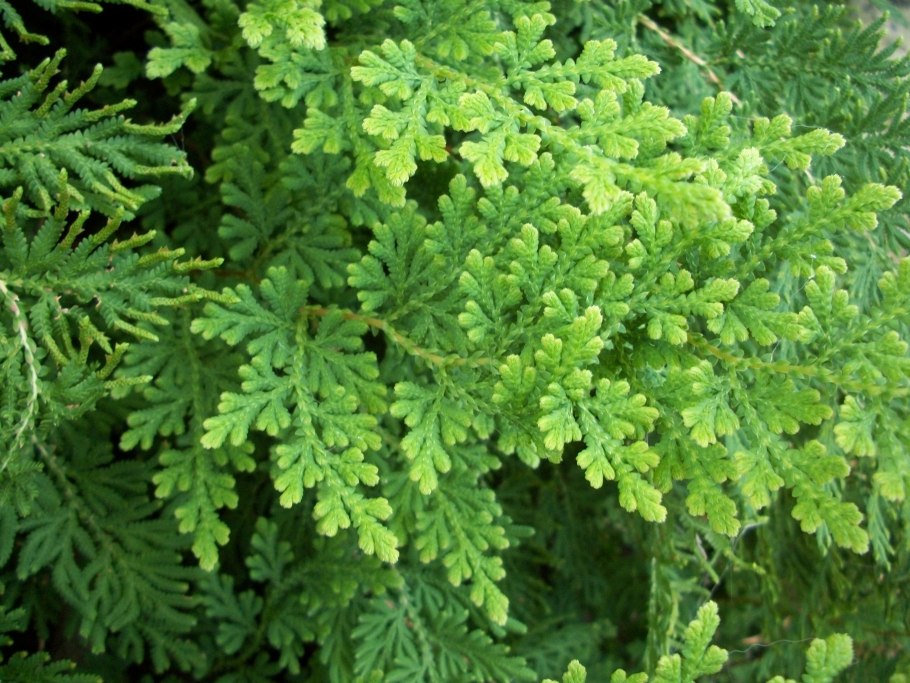 Селагинелла тамарисколистная