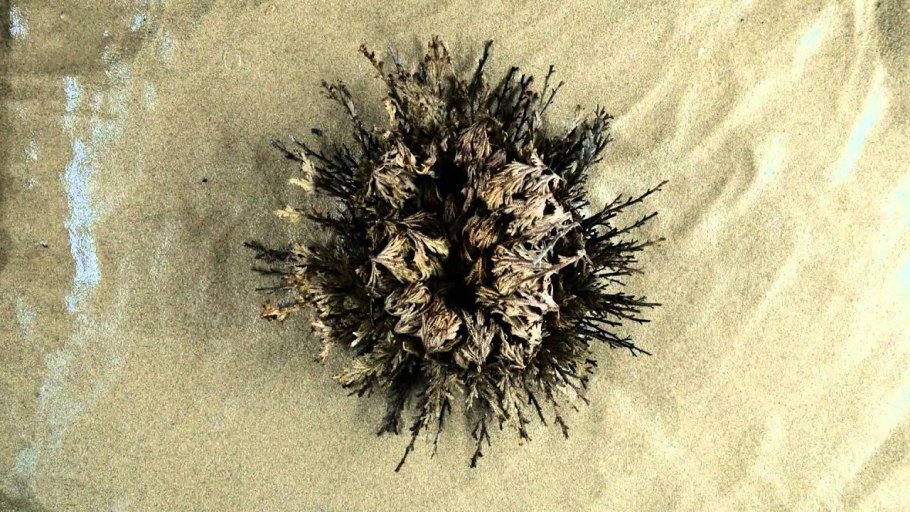 Роза Иерихона папоротник