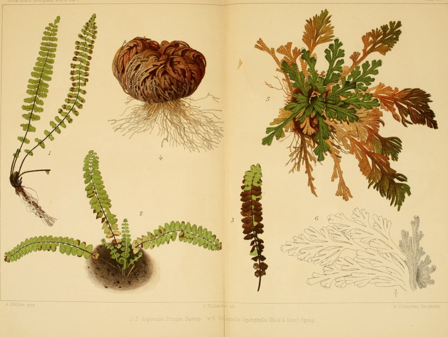 Роза Иерихона, динозавра, папоротник, Спайк, мох, плаунка, тамарикса