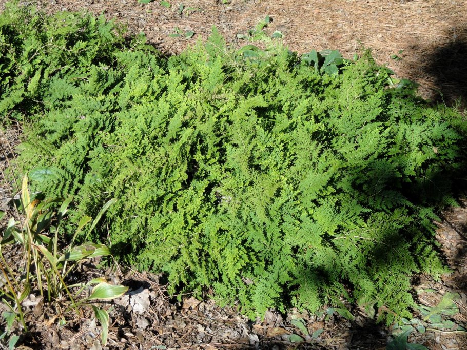 Селагинелла Сибирская