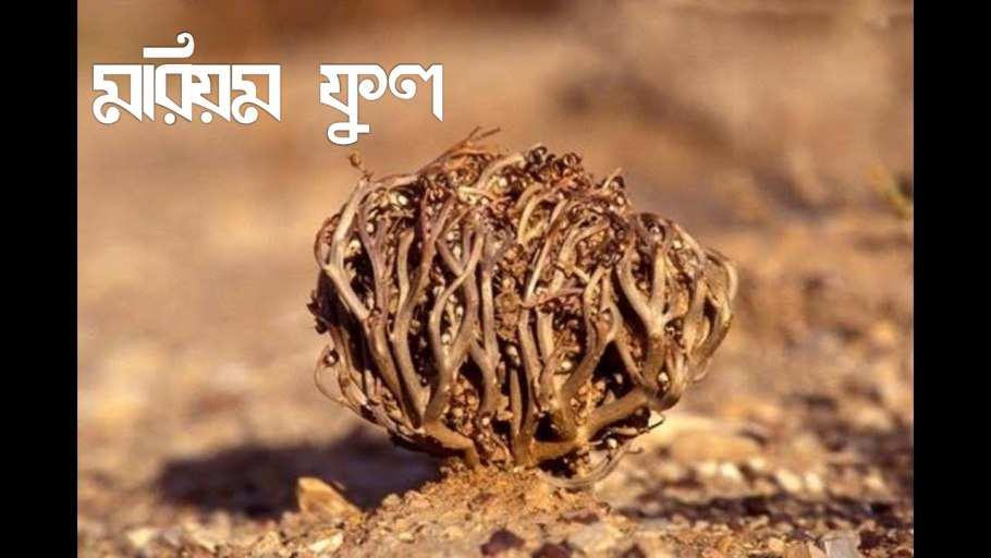 Иерихонская роза семена