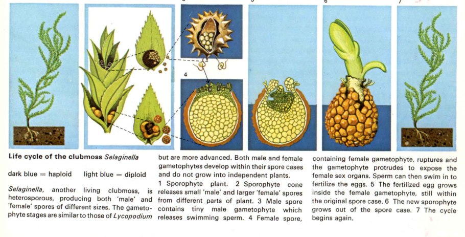Selaginella Россия