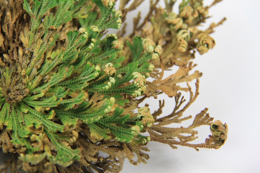 Rose of Jericho Flower the Resurrection Plant (1 Rose)
