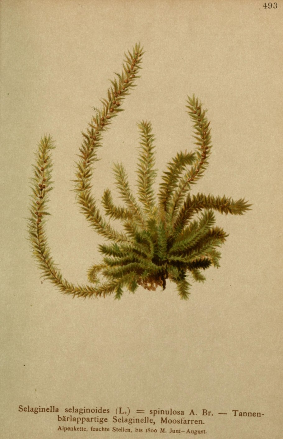 Ветвь селагинеллы