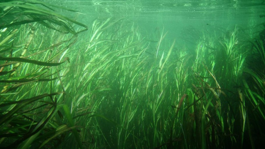 Зостера и Посидония