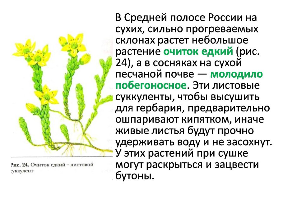 Хламидомонада цветение воды