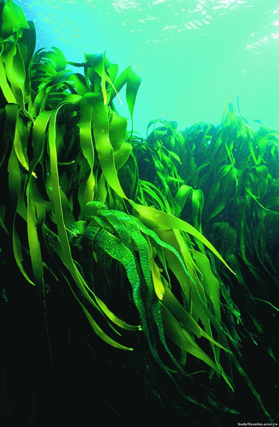 Зелёные водоросли