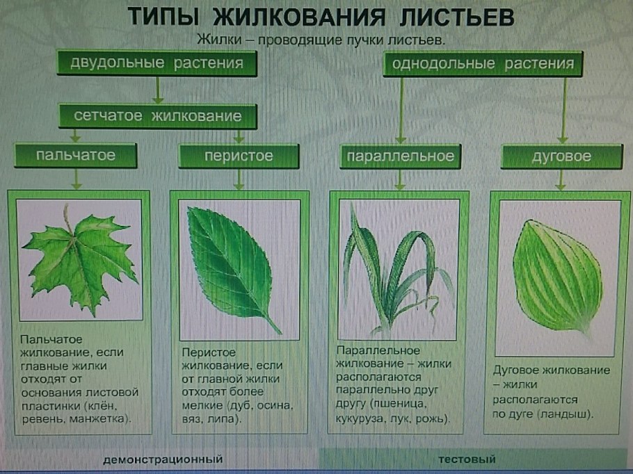 Параллельное жилкование на листе кукурузы
