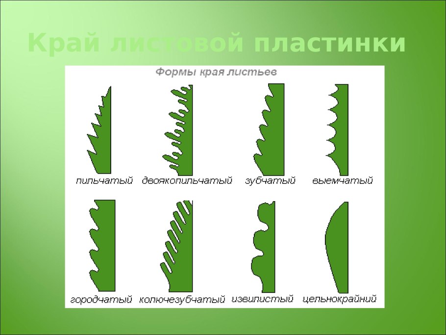 Березовый лист