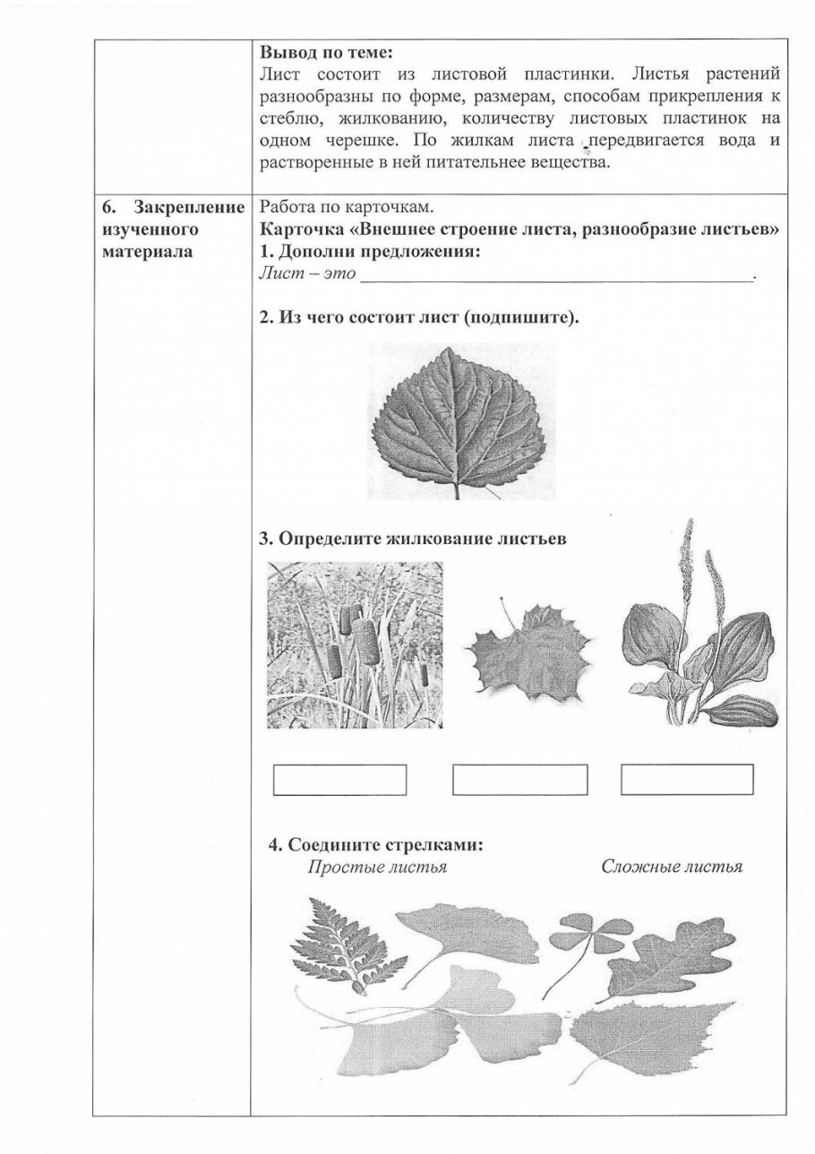 Дуб черешчатый листочек