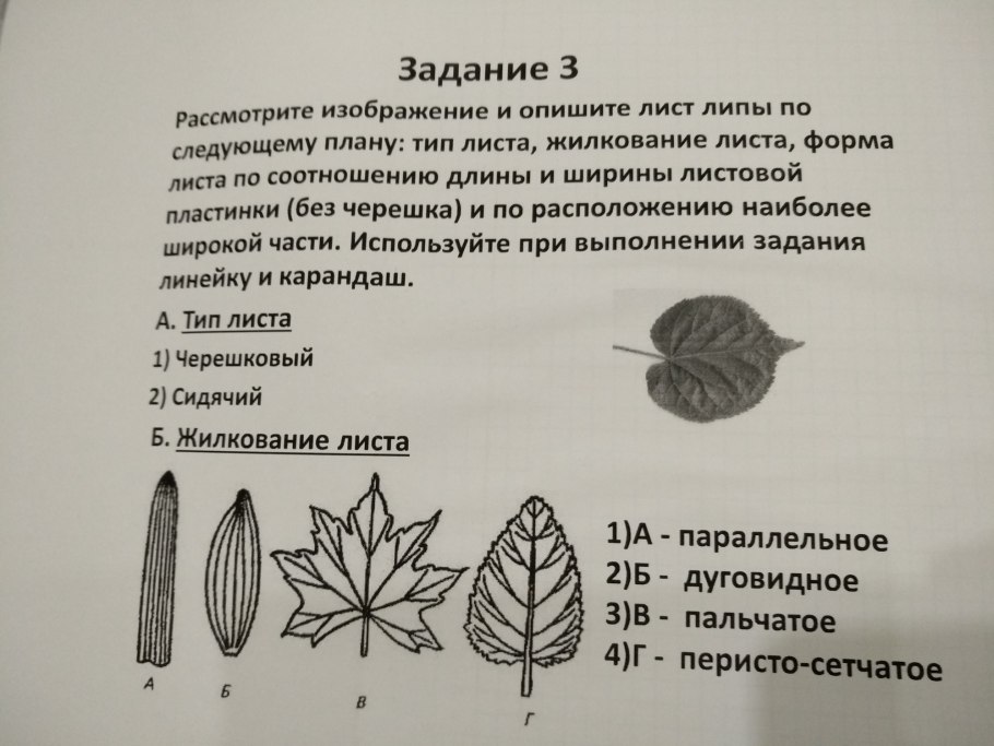 Типы сложных листовых пластинок