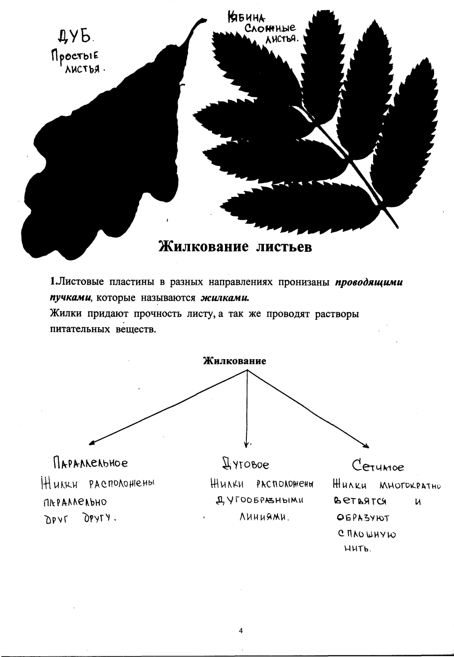 Дубовый лист прожилки