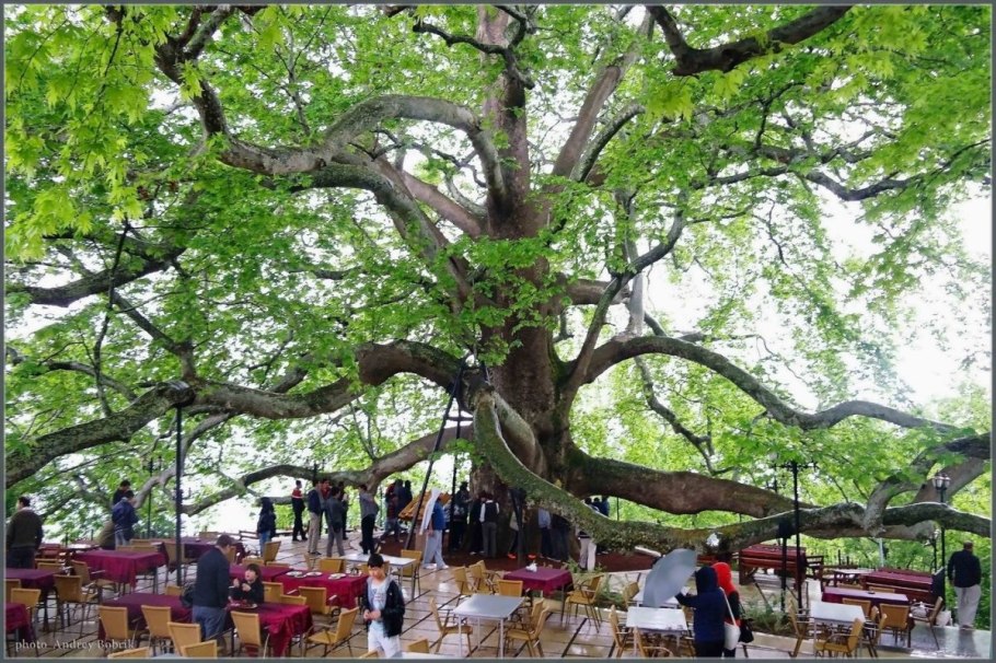 Телави дерево Платан Грузия