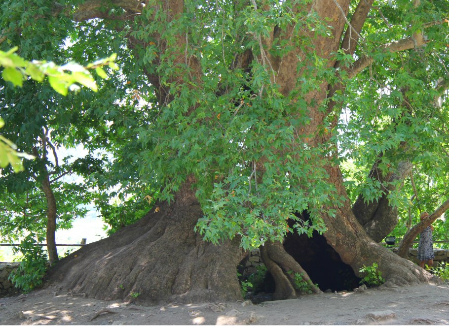 Дерево Платан Чинар Турция