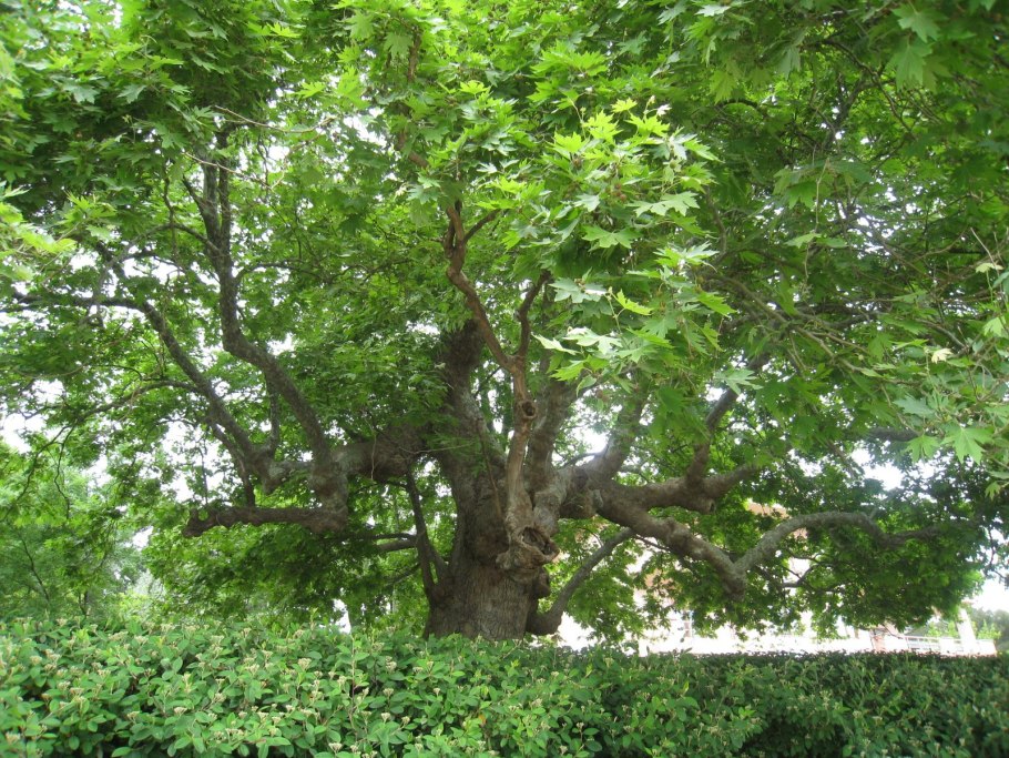 Болезни платана кленолистного