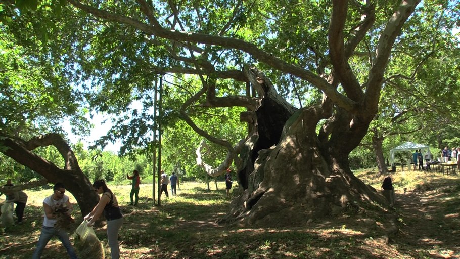 Платан Райта