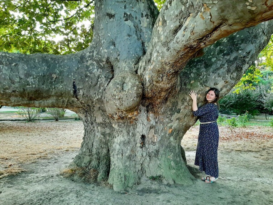 Платан Восточный (Platanus orientalis)
