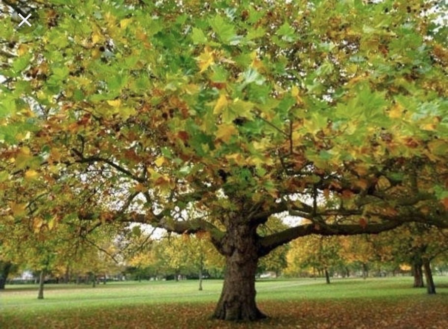 Платан Восточный дерево