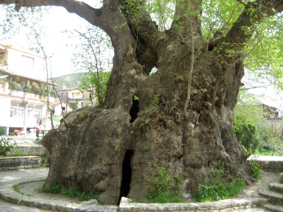 Платан Южный дерево