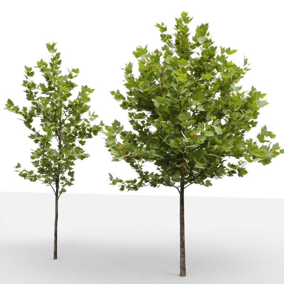 Платан Чинара дерево