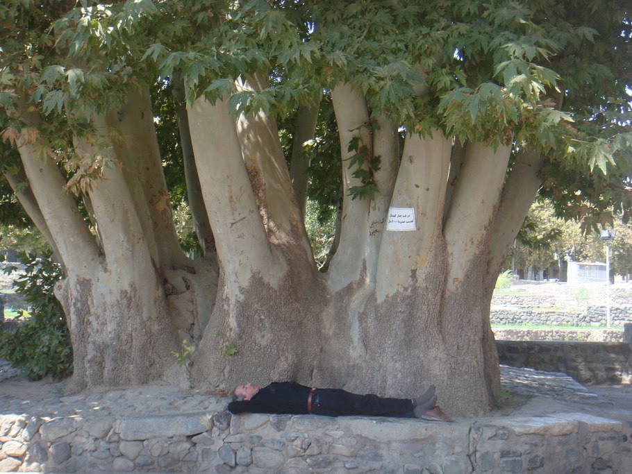 Platanus orientalis дерево